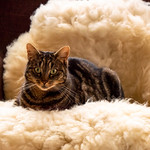 1901 stripey on cloud nine-