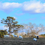 Goats Revisited, Cartersville, Georgia