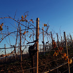 The vineyard in autumn - Il vigneto in autunno