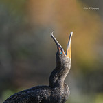 Yawns,God I'm tired of posing...