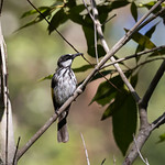 White-cheeked Honeyeater