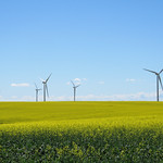 The beauty of canola