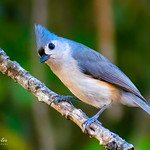 Tufted Titmouse