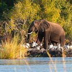 Zambezi sacred elephant