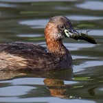Little Grebe with Dragonfly nymph