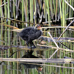 Fulica atra / Folaga / Eurasian coot