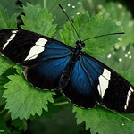 Sara Longwing Butterfly