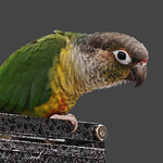 Sun Conure