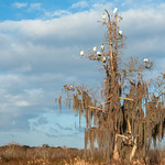 The Old Cypress Tree