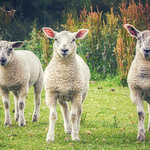 Don't step any closer, or ewe will be nuzzled!