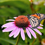 Memories of Summer ---- Sommererinnerung