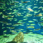 Aquarium de La Rochelle (17)