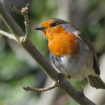 Little Robin (aonb)