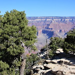 Pinyon Pine (Pinus edulis)