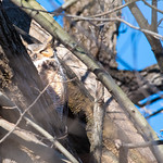 Papa GHO being one with the tree