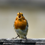 '' My answer to the doldrums.... Just sing away your blues '' - (Published by GETTY IMAGES)