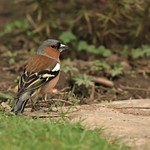 Chaffinch - Male (Fringilla coelebs)