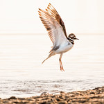 Killdeer 2021 01