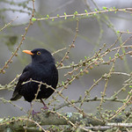 Spring awakening (Blackbird - Turdus merula) - (Published by GETTY IMAGES)