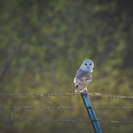 Barn Owl
