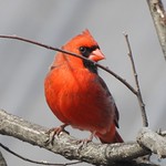 Male Northern Cardinal