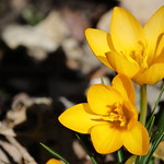 Crocus time