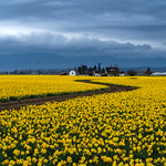 Winding Through Daffodils