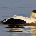Common Eider Drake