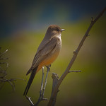 Say's Phoebe