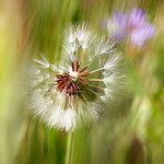 Diente de le&oacute;n - 70-300mm Tamron