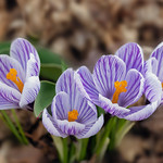 Crocuses at the Riverside Park Enabling Garden