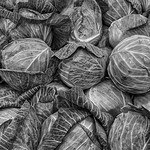 Cabbage Patch B&W