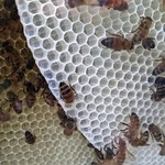 Newly minted honeycomb