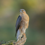 Male Sparrow-hawk