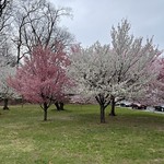 Essex County Cherry Blossom Festival in Branch Book Park Newark New Jersey USA 2021