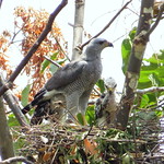 Gavilan gris [Gray Hawk] "Buteo plagiatus"