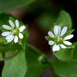 Common Chickweed - Stellaria media Caryophyllaceae: Pink family