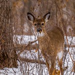 White-Tailed Deer #2 - 2021-01-30.