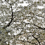 A view from my (city) bedroom