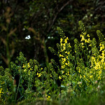 キャベツと桜ーCabbage and cherry tree