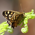 Speckled wood and unfurling bracken