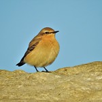 Wheatear