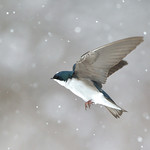 Snowflakes Keep Falling On My Head