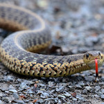 Eastern Garter Snake