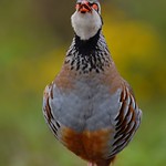 Perdiz / Red-legged partridge