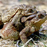Bufo bufo / Rospo comune
