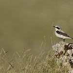 Wheatear