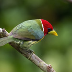 Male Red-headed Barbet (Eubucco bourcierii)