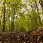 Sous bois Sanvignard