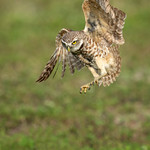 Burrowing Owl Pounce